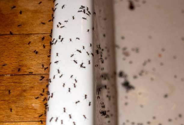 Spider Control Near Me in Brownsville, FL